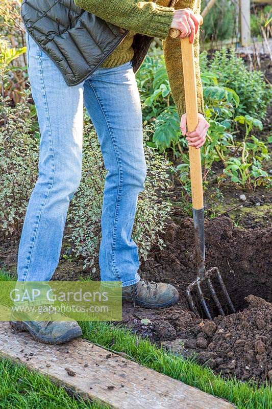 Woman using garden fork to mix the added well rotted manure with the soil preparing a planting hole for a shrub