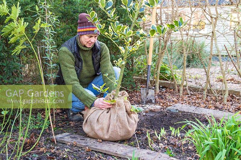 Woman wrapping newly lifted rootball of Holly - Ilex in hessian