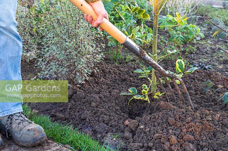 Woman using garden fork to fill planting hole with soil around newly planted Ilex - Holly