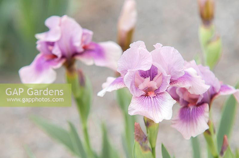 Iris 'Raspberry Blush' - Intermediate Bearded iris.

