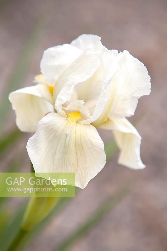 Iris 'Mellite' - Intermediate Bearded iris.

