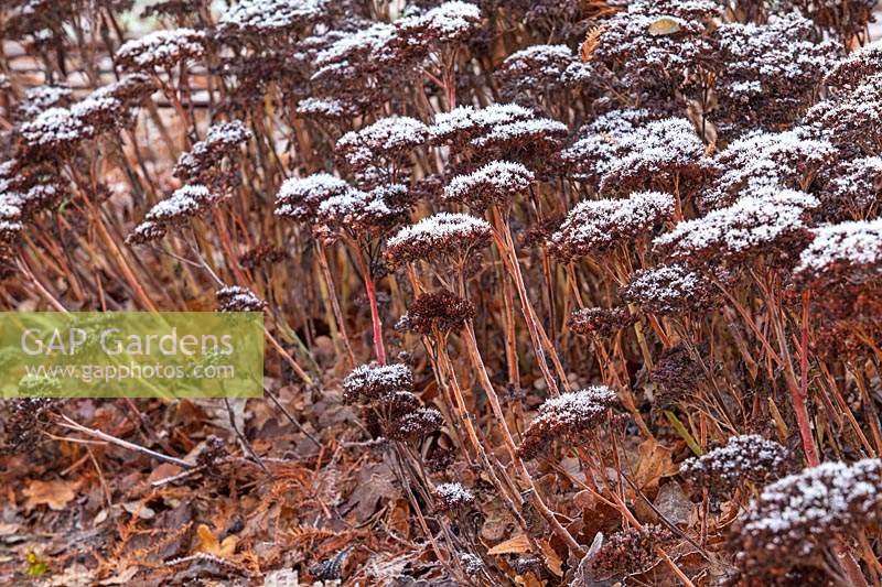 Hylotelephium 'Herbstfreude' seed heads with frost - December