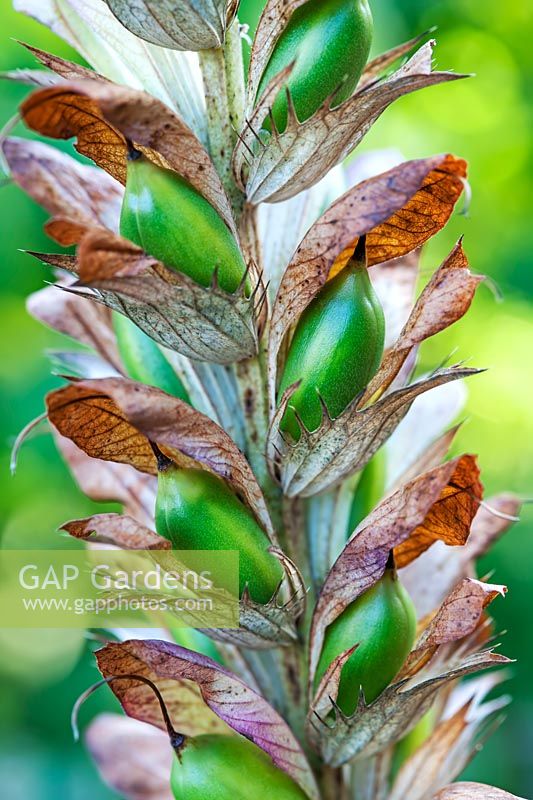 Acanthus seed heads 