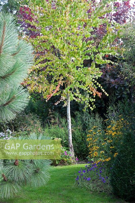 Cercidiphyllum japonicum - Katsura tree and Cotinus 'Grace' in garden border
