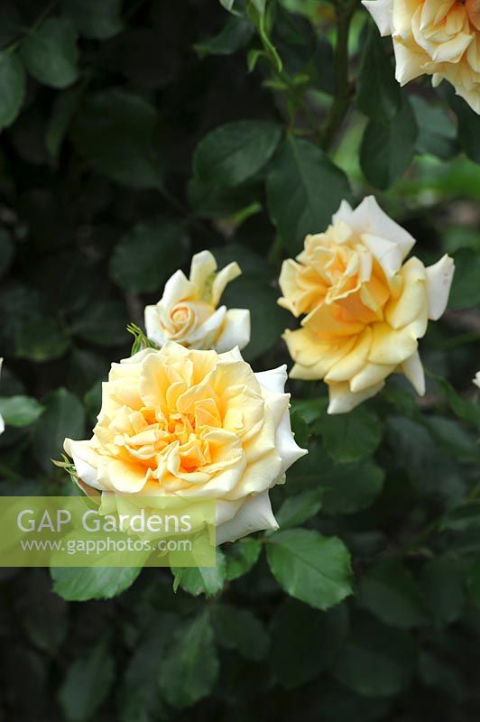Rosa 'Golden Centennial' rose
