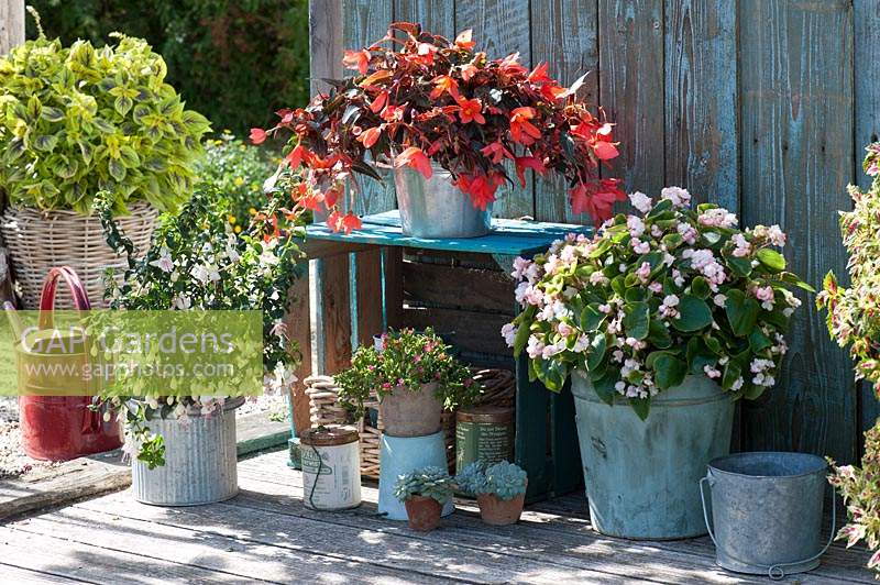 Terrace container arrangement with begonias, fuchsia 'Albina' and coloured nettle