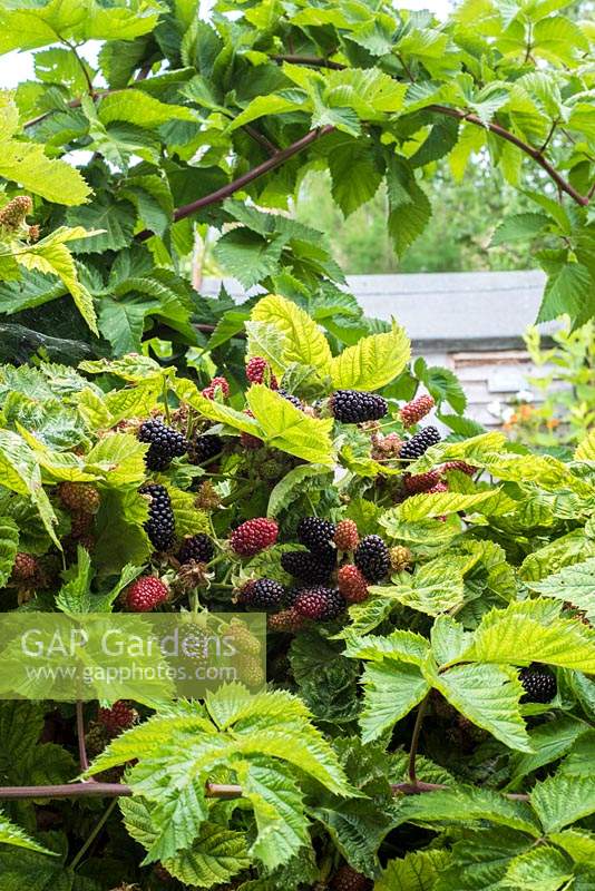 Blackberries - Rubus fruiticosus growing in urban allotment