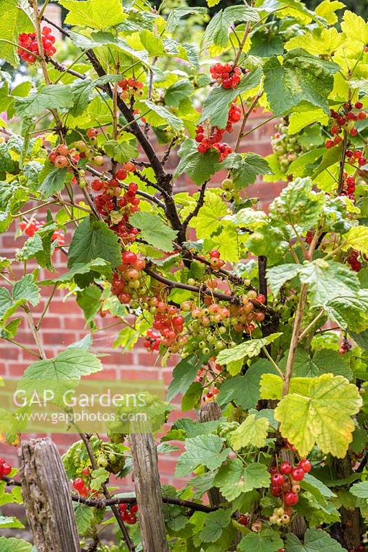 Ribes rubrum - Redcurrants growing on urban allotment