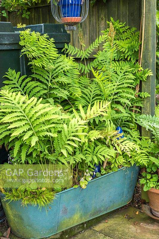 Recycled metal container planted with Osmunda regalis placed to hide gas tank