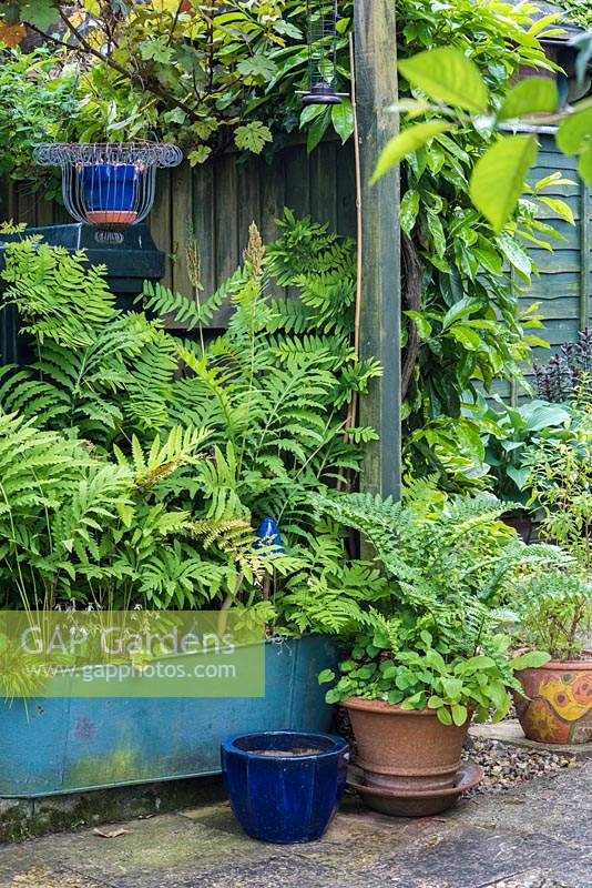 Recycled metal containers planted with ferns including Osmunda regalis placed to hide gas  