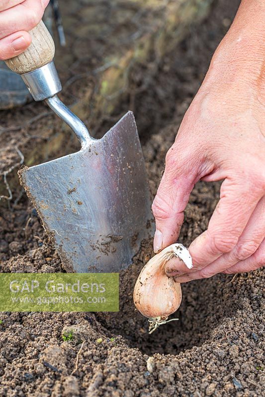 Woman using hand trowel to plant the Shallot onion sets