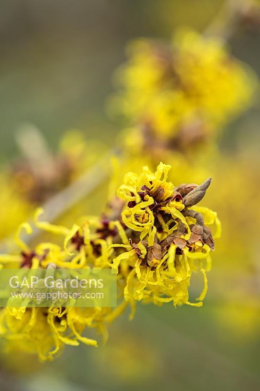 Hamamelis x intermedia 'Early Bird'. Witch Hazel in flower 