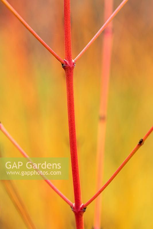 Cornus sanguinea 'Midwinter Fire' - colourful Dogwood stems 