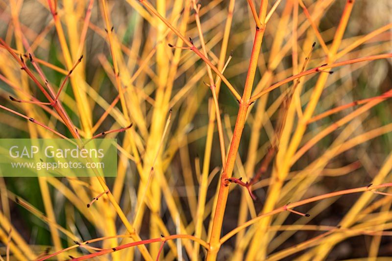 Cornus sanguinea 'Cato' - Colourful Dogwood stems 