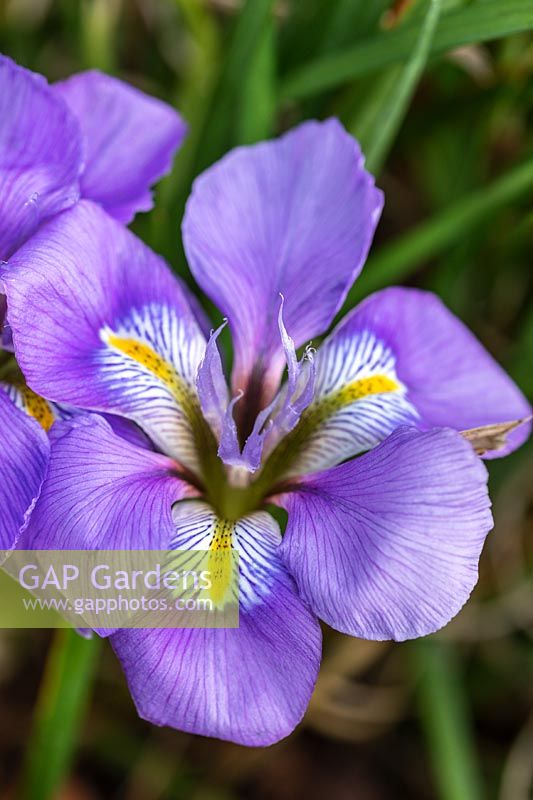 Iris unguicularis 'Mary Barnard' AGM 