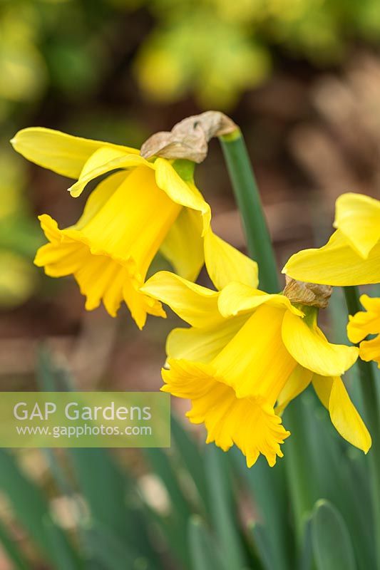 Narcissus 'First Hope' - Daffodil
