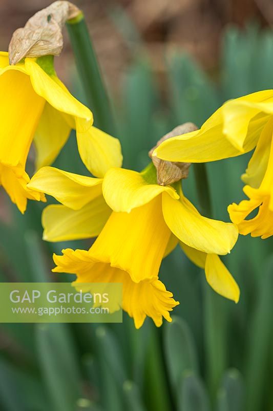 Narcissus 'First Hope' - 