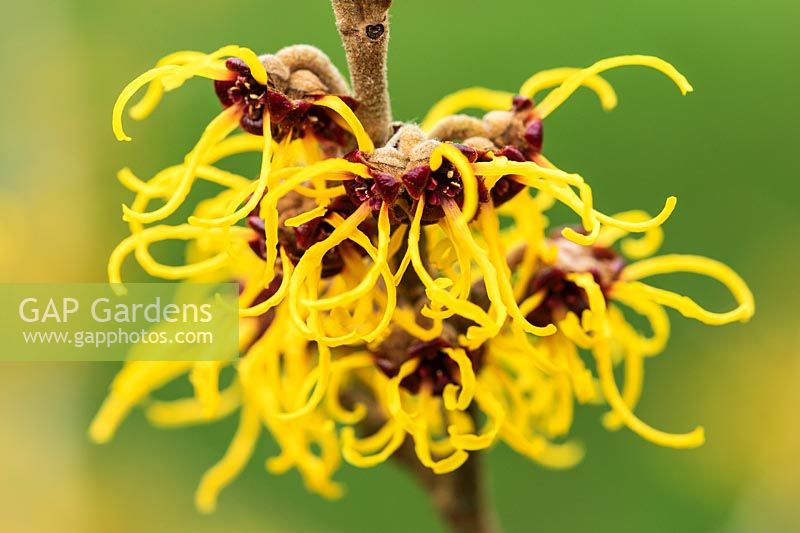 Hamamelis x intermedia 'Allgold' in flower - Witch Hazel