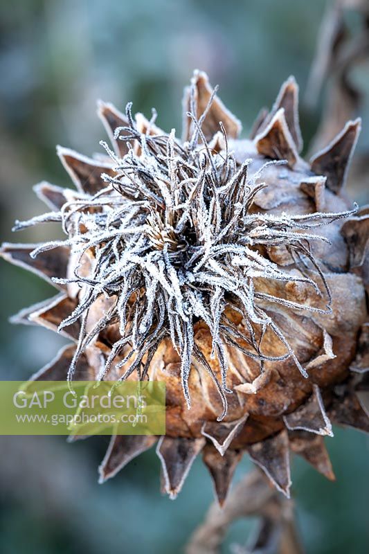 Frost on Cynara cardunculus seedhead - Cardoon, Globe artichoke