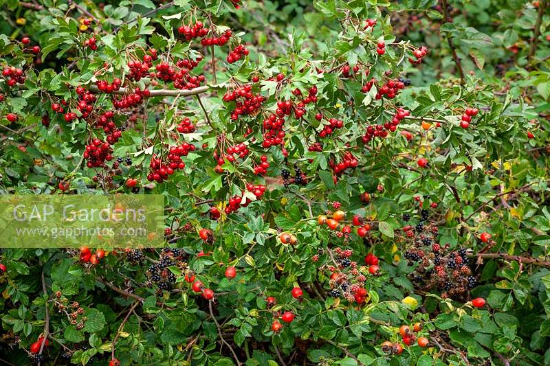 Autumnal hedgerow berries. Rubus fruticosus agg - Blackberries, Crataegus monogyna - Common hawthorn and Rosa rubiginosa syn. Rosa eglanteria - Sweet briar rose