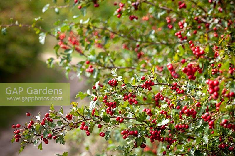 Hawthorn berries growing in a hedgerow by a lane. Crataegus monogyna - Common hawthorn, Maythorn, Motherdie, Quickthorn, Hedgerow thorn.