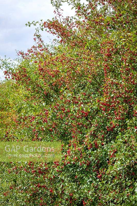 Hawthorn berries growing in a hedgerow by a lane. Crataegus monogyna - Common hawthorn, Maythorn, Motherdie, Quickthorn, Hedgerow thorn