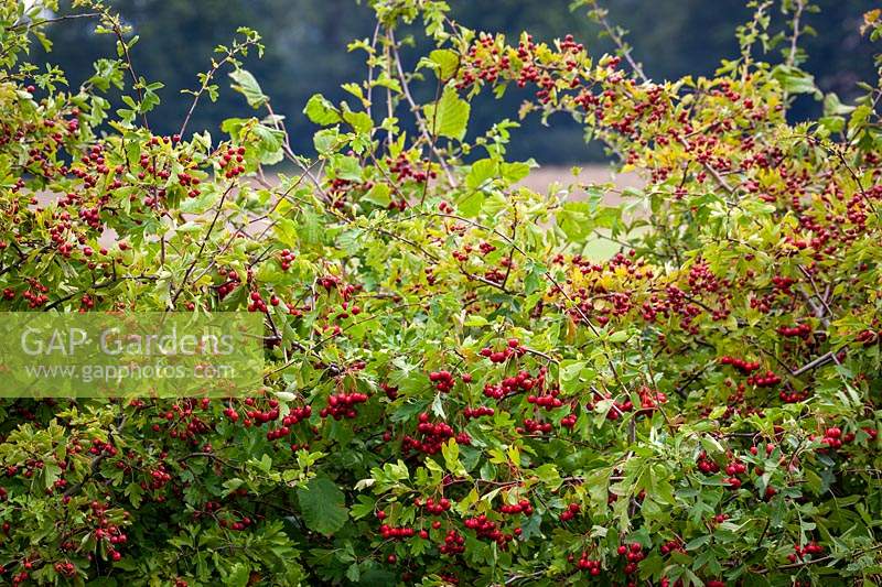 Hawthorn berries in a hedgerow. Crataegus monogyna - Common hawthorn, Maythorn, Motherdie, Quickthorn, Hedgerow thorn