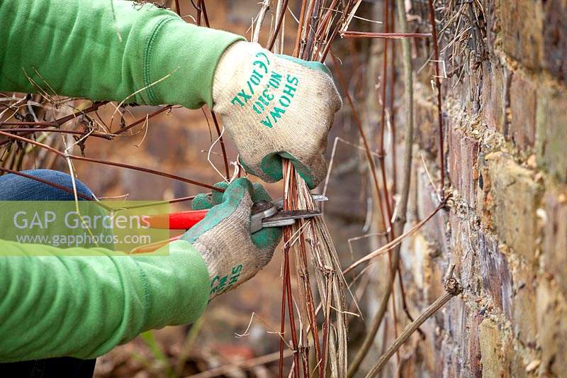 Pruning a late flowering type 3 clematis by cutting hard back close to the ground in winter. 
