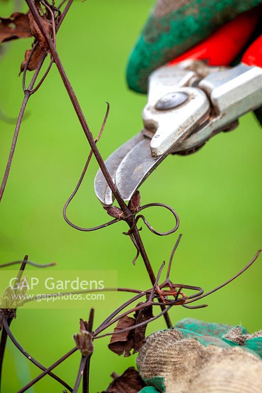 Pruning a clematis just above a bud in winter. 