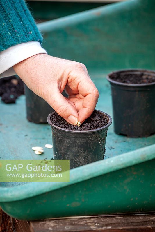 Sowing courgette seeds in individual plastic pots in a greenhouse for early crops. 