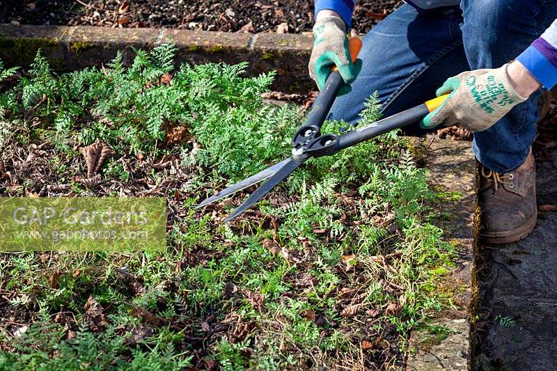 Trimming back green manure with shears before digging in. Phacelia tanacetifolia - Scorpion weed. 