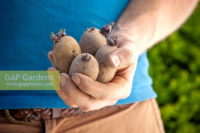 Hand holding chitted, maincrop potatoes ready to plant out. 