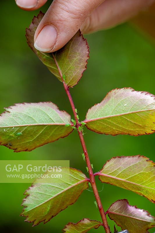 Controlling greenfly on roses by squashing them with fingers. 