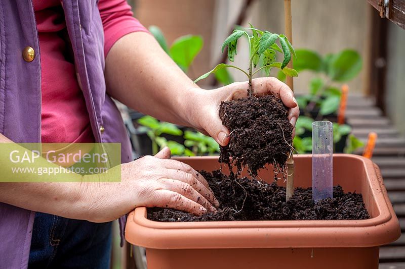 Planting up tomatoes in a terracotta container. 