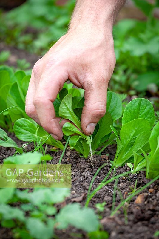 Thinning out lines of young Lettuce 'Little Gem' - Lactuca sativa 'Little Gem' AGM