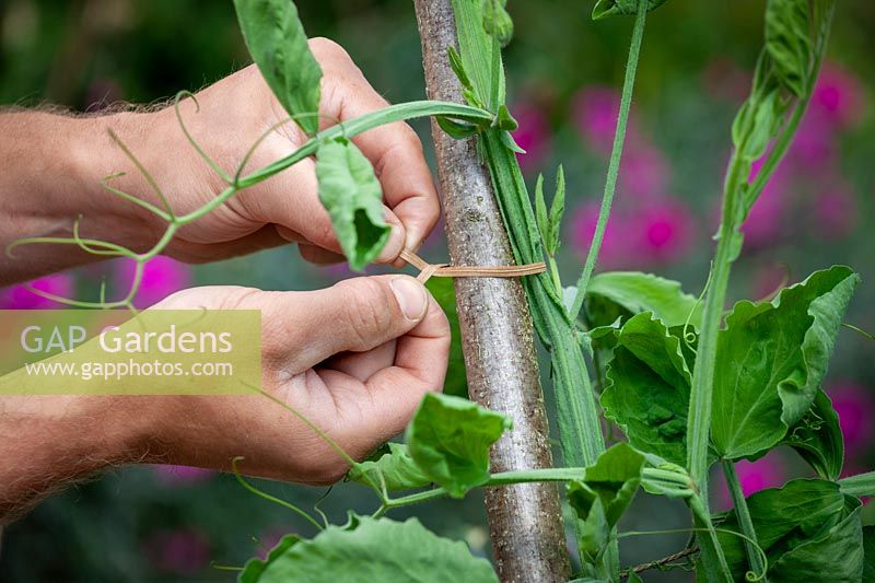 Tying up sweet peas with paper twist plant ties