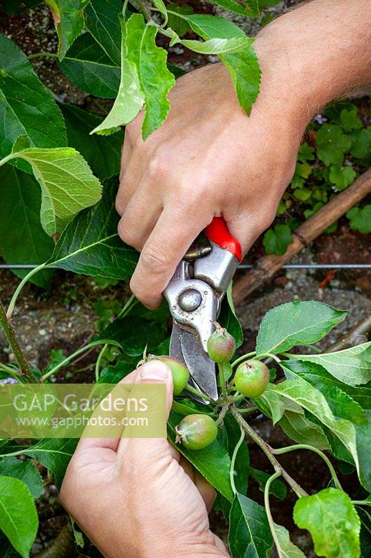 Thinning apples -  Malus domestica - removing some early fruit to encourage larger crops