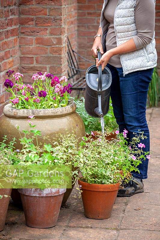 Watering patio containers in summer