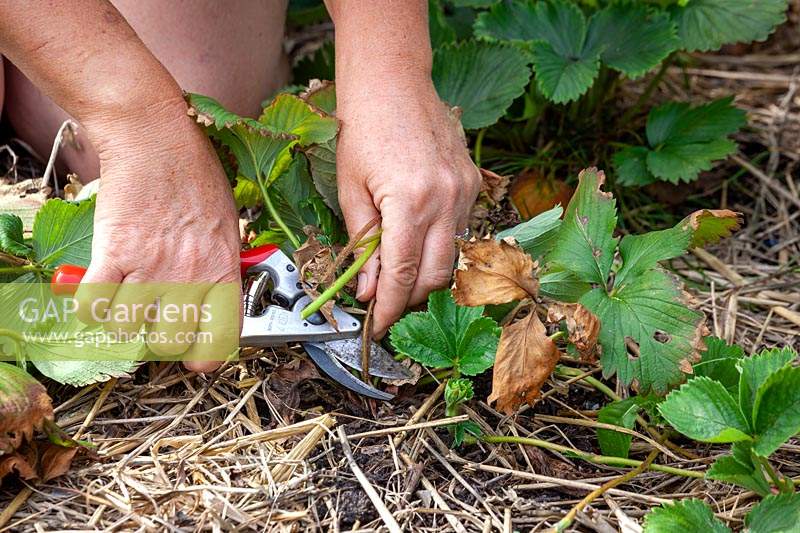 Cutting back strawberry foliage when they have finished cropping