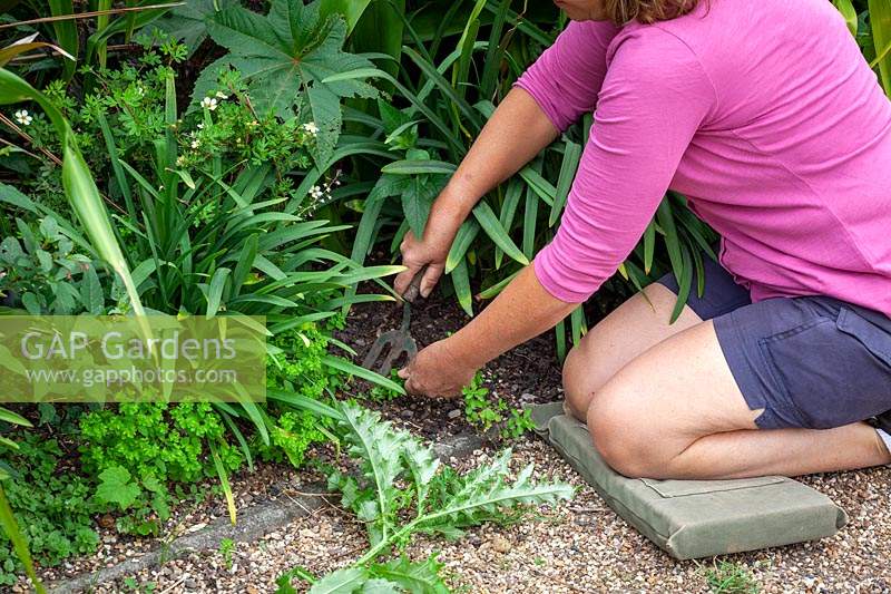 Hand weeding a border with a hand fork