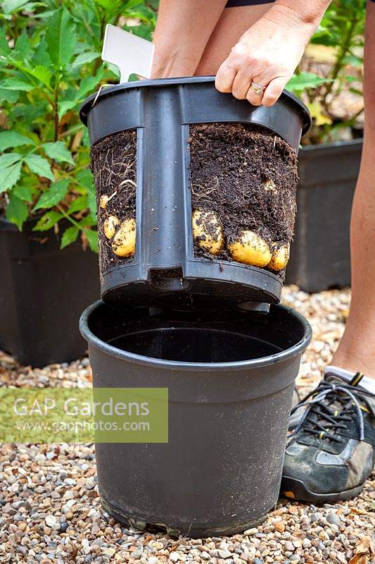 Device for growing potatoes in a pot
