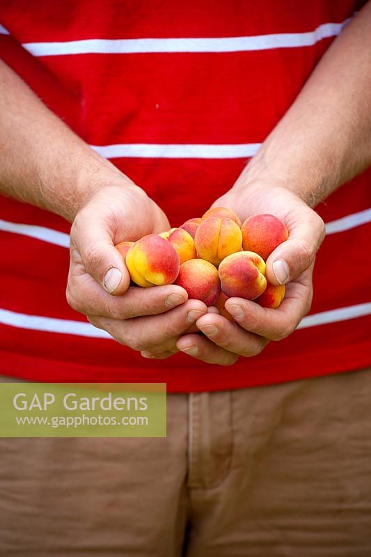 A handful of harvested apricots - Prunus armeniaca