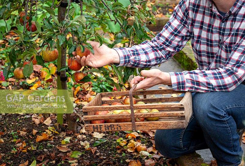 Checking apples are ripe before picking - Malus domestica