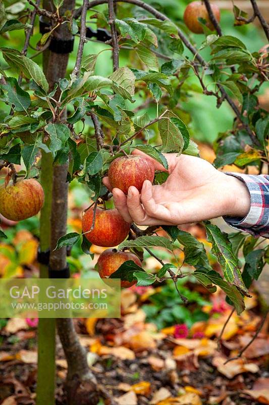 Picking apples in autumn - Malus domestica.