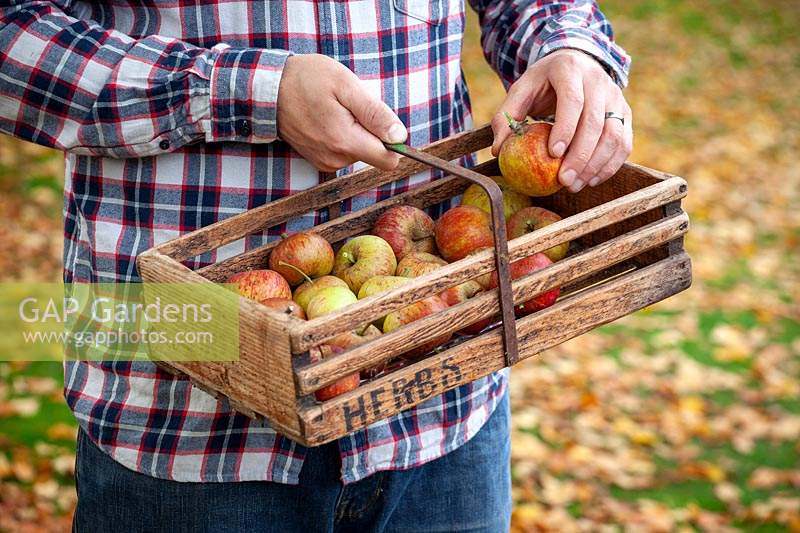 Carrying a trug of harvested apples in autumn - Malus domestica