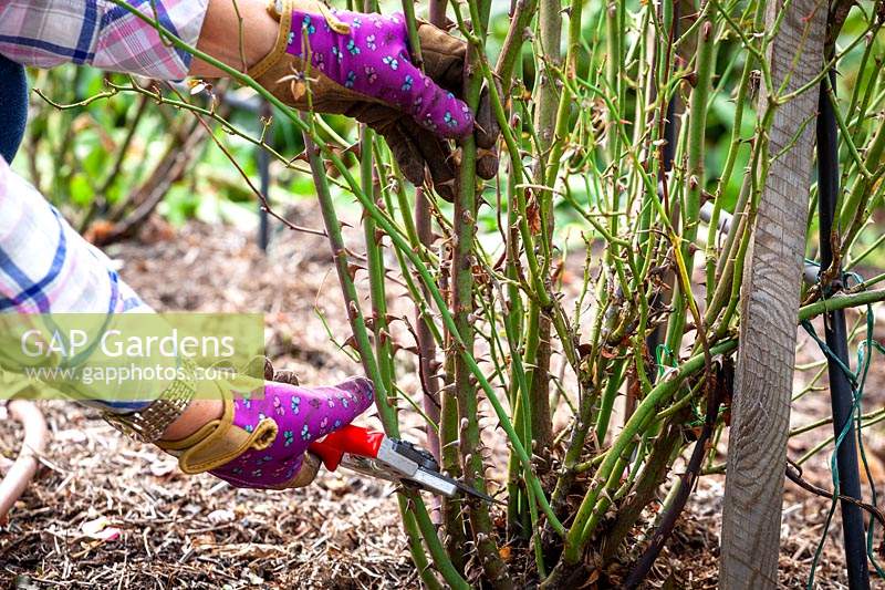 Removing old or weak stems of roses with secateurs