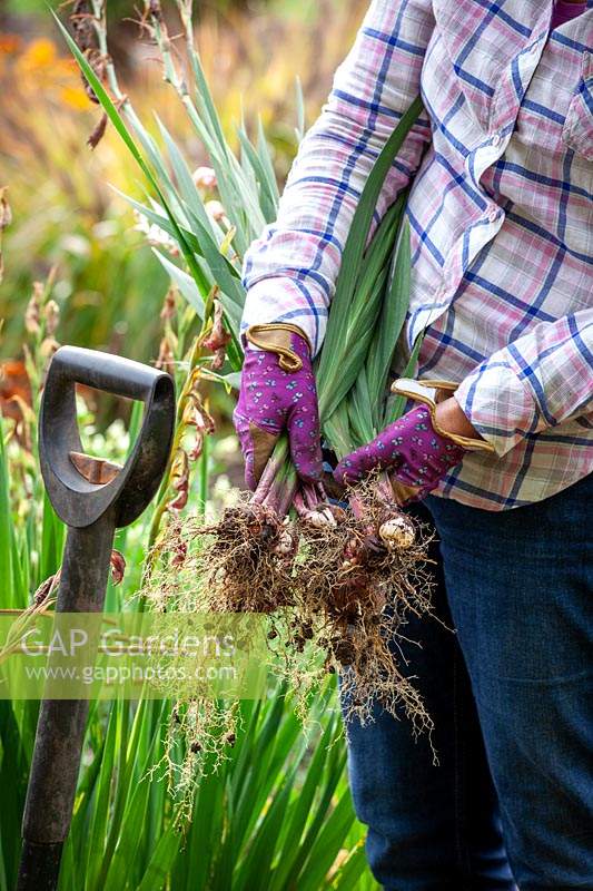 Lifting gladiolus plants after they have finished flowering ready for storing