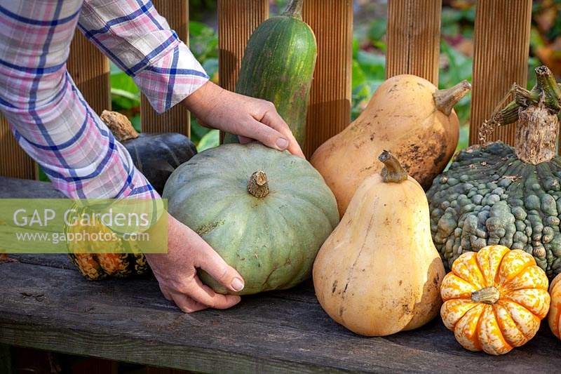 Harvesting squash and leaving them to ripen