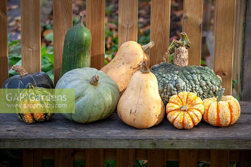 Display of harvested pumpkins on a bench.