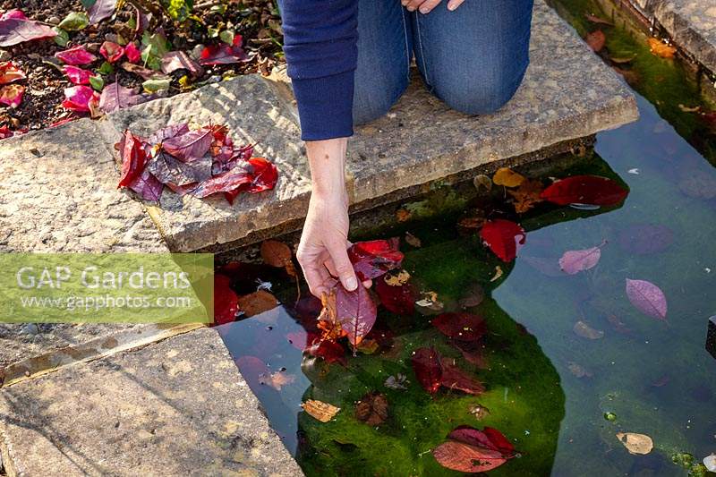Clearing fallen leaves from a pond in autumn